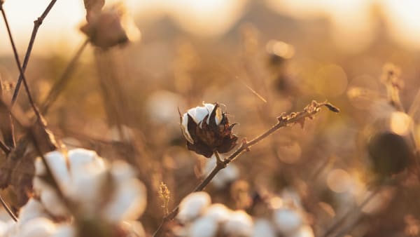 Climate adaptation and mitigation needs in the cotton sector: Five trends shaping the future of cotton